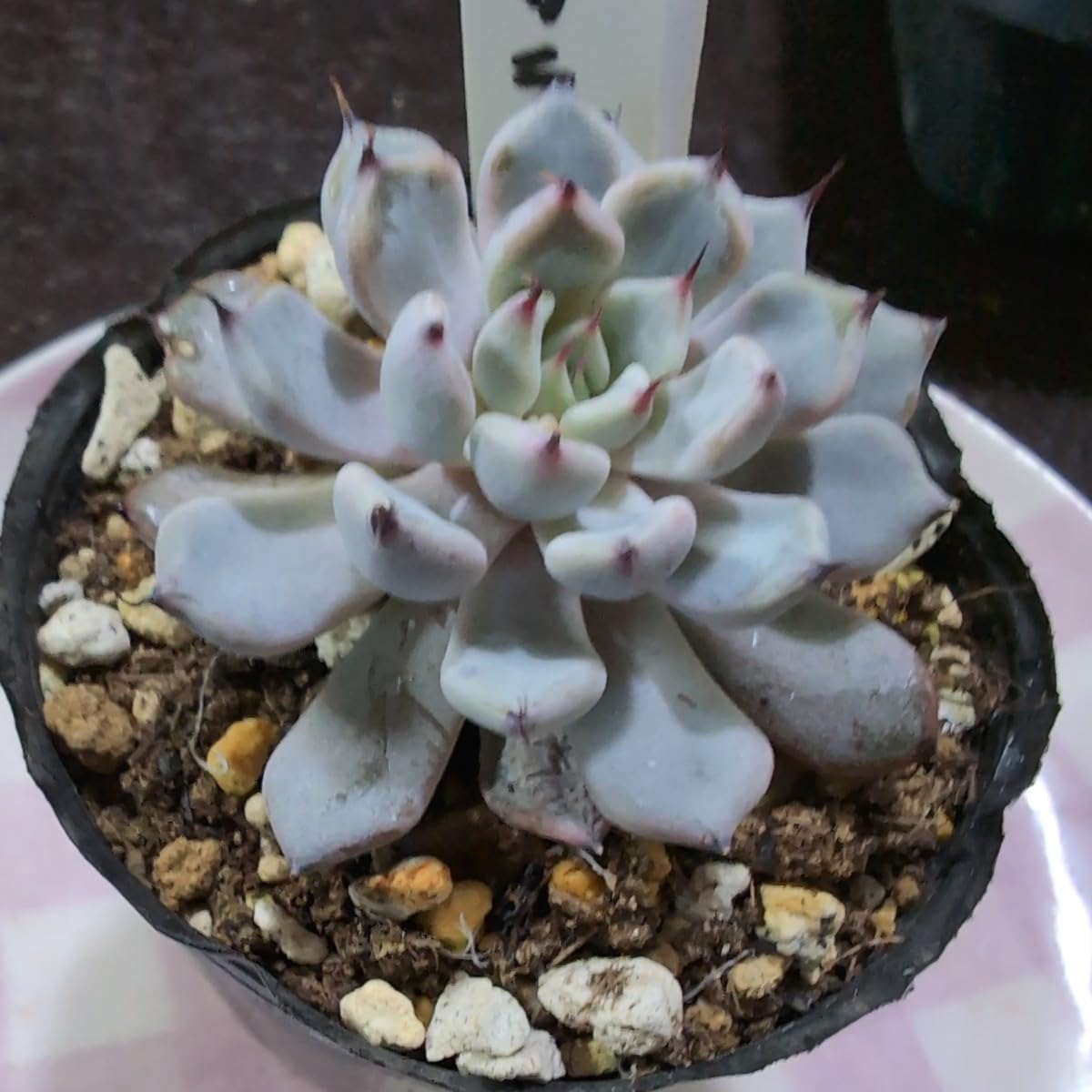 Amazon.co.jp: 多肉植物 エケベリア 黒爪ザラゴーサ ヤ即7 201 : おもちゃ